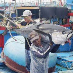 Việt Nam trở thành thị trường nhập khẩu cá ngừ số 1 tại Mỹ